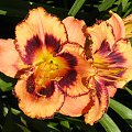 Hemerocallis 'Awesome Blossom'