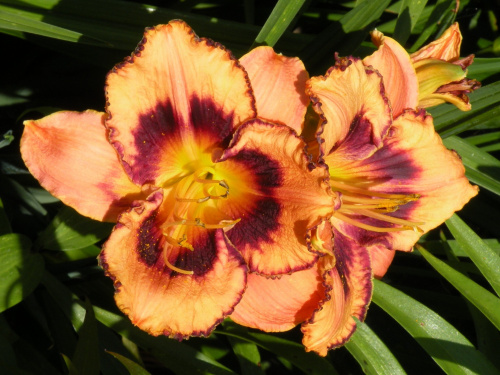 Hemerocallis 'Awesome Blossom'