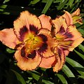 Hemerocallis 'Awesome Blossom'