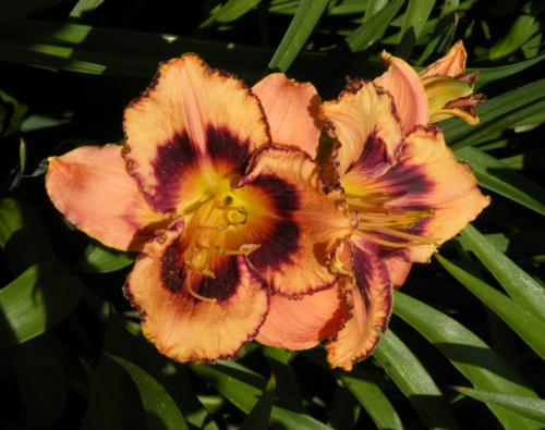 Hemerocallis 'Awesome Blossom'