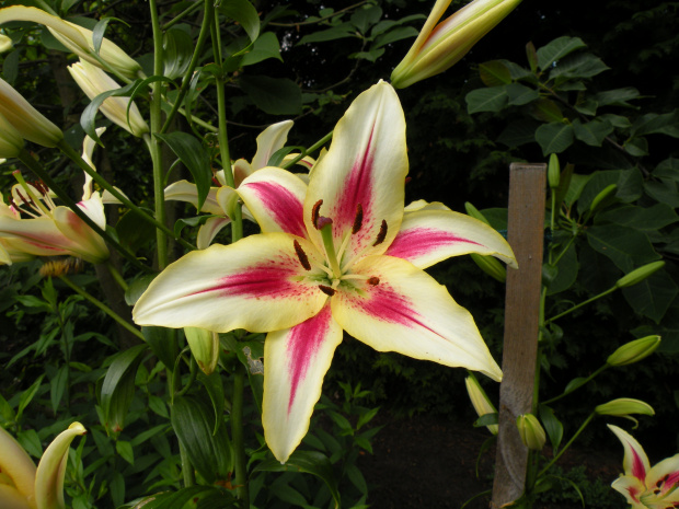 Lilium 'Sunny Crown'