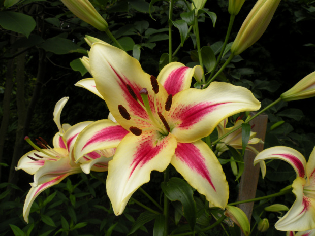 Lilium 'Sunny Crown'