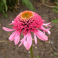 Echinacea 'Pink Shuttles'