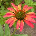 Echinacea 'Tomaso Soup'