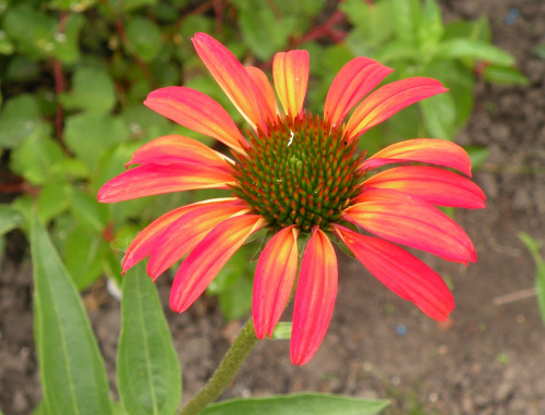 Echinacea 'Tomaso Soup'