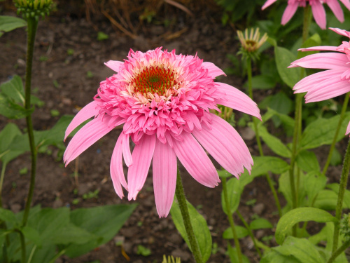 Echinacea 'Pink Delight'