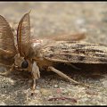 Brudnica nieparka - Lymantria dispar ; samiec . Data : 17.07.2010. Miejscowość : Piaski Wielkopolskie .