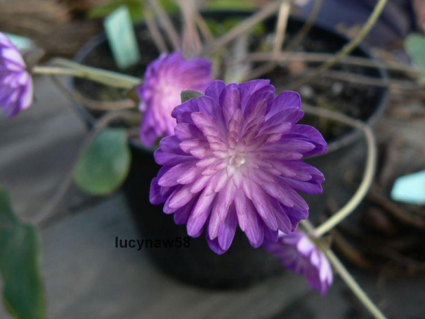 Hepatica Sikhouden