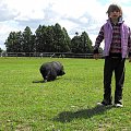 Pomigacze, majątek Howieny