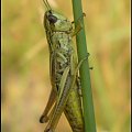 Chorthippus (Ch.) parallelus - samica . Data : 21.07.2010. Miejscowość : Smogorzewo .