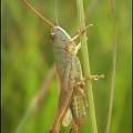 Chorthippus (Ch.) parallelus - samiec, świeżo po ostatniej wylince . Data : 04.07.2010. Miejscowość : Piaski Wielkopolskie .