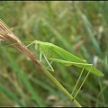 Długoskrzydlak sierposz - Phaneroptera falcata - samica . Data : 21.07.2010. Miejscowość : Smogorzewo .