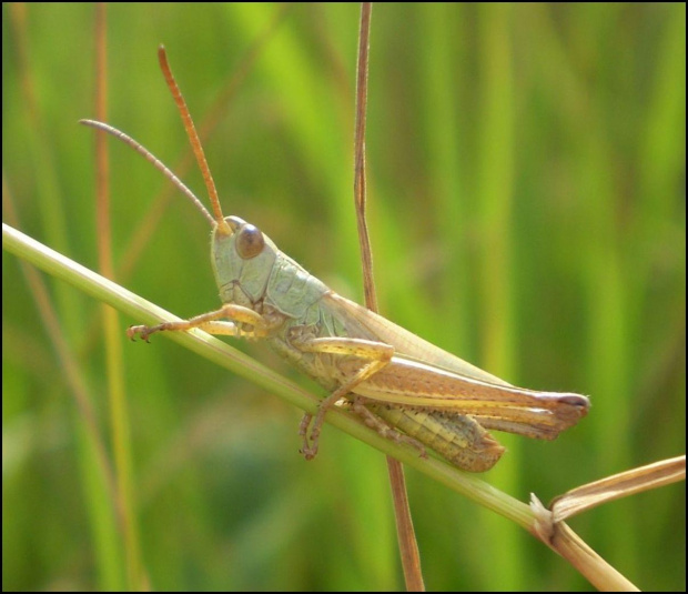 Chorthippus (Ch.) parallelus - samiec, świeżo po ostatniej wylince . Data : 04.07.2010. Miejscowość : Piaski Wielkopolskie .