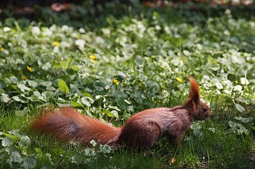 rude jest piękne:) #wiewiórka #zwierzęta