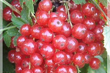 #owoce #ogród #lato