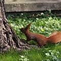 rude jest piękne:) #wiewiórka #zwierzęta