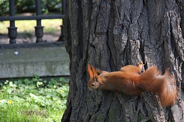 rude jest piękne:) #wiewiórka #zwierzęta