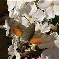 Fruczak gołąbek - Macroglossum stellatarum . Data : 27.07.2010. Miejscowość : Piaski Wielkopolskie .