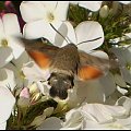 Fruczak gołąbek - Macroglossum stellatarum . Data : 27.07.2010. Miejscowość : Piaski Wielkopolskie .