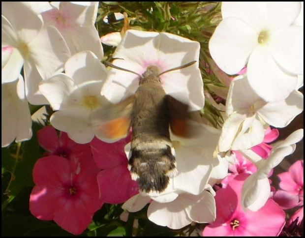 Fruczak gołąbek - Macroglossum stellatarum . Data : 27.07.2010. Miejscowość : Piaski Wielkopolskie .