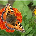 Rusałka pokrzywnik - Aglais urticae . Data : 27.07.2010. Miejscowość : Piaski Wielkopolskie .