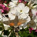 Fruczak gołąbek - Macroglossum stellatarum . Data : 27.07.2010. Miejscowość : Piaski Wielkopolskie .