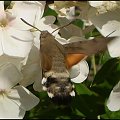 Fruczak gołąbek - Macroglossum stellatarum . Data : 27.07.2010. Miejscowość : Piaski Wielkopolskie .