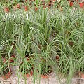 Cortaderia