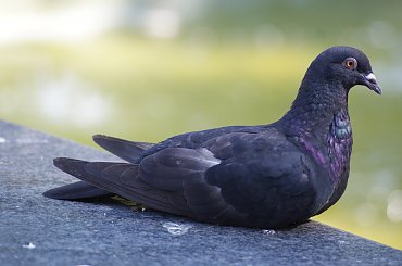 animals, zwierzaki, ptaki, owady #animals #zwierzaki #ptaki #owady