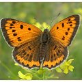 Czerwończyk nieparek - Lycaena dispar ; samica . Data : 30.07.2010. Miejscowość : Piaski Wielkopolskie .