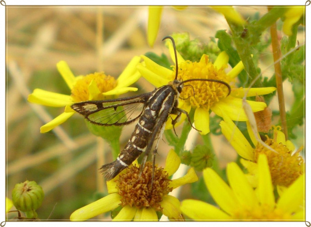 Pyropteron trannuliformis (Frayer , 1843) . Data : 30.07.2010. Miejscowość : Piaski Wielkopolskie .