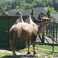 Camel, wielbłąd #Camel #wielbłąd
