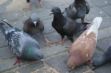 animals, zwierzaki, ptaki, owady #animals #zwierzaki #ptaki #owady