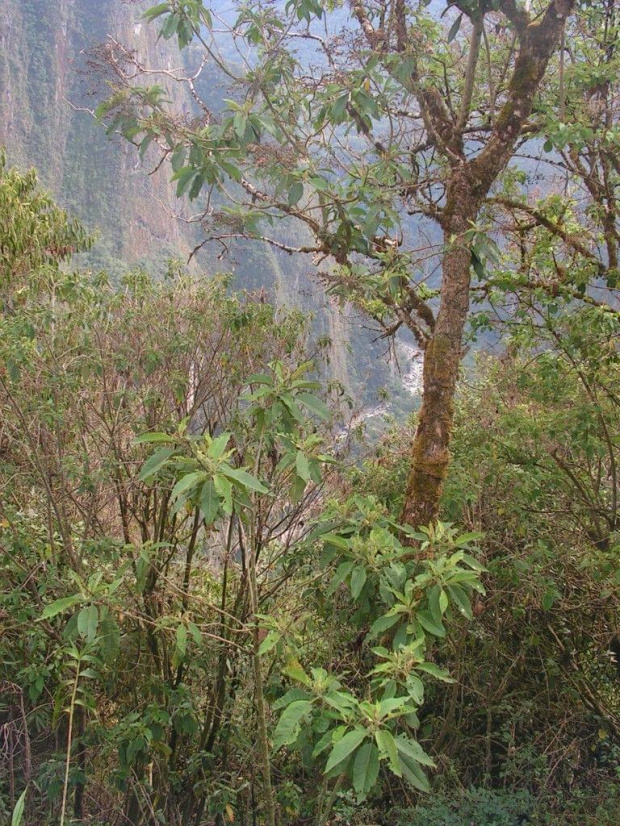 Peru