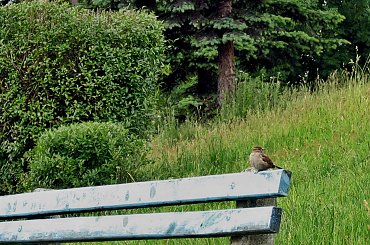 #wróbel #ptak #ławka