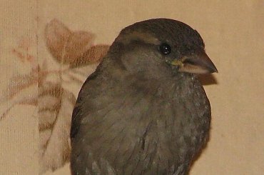 przyleciał z wizytą i wylecieć nie chciał. No więc ganialiśmy za nim z aparatem, próbując wskazać otwarte okno #wróbel #wizyta #niedziela #ptak