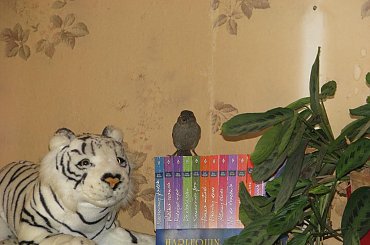 przyleciał z wizytą i wylecieć nie chciał. No więc ganialiśmy za nim z aparatem, próbując wskazać otwarte okno #wróbel #wizyta #niedziela #ptak