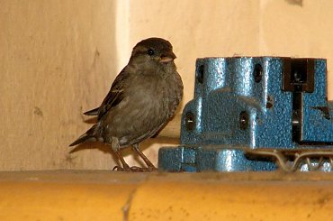 przyleciał z wizytą i wylecieć nie chciał. No więc ganialiśmy za nim z aparatem, próbując wskazać otwarte okno #wróbel #wizyta #niedziela #ptak