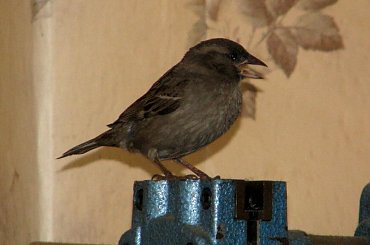 przyleciał z wizytą i wylecieć nie chciał. No więc ganialiśmy za nim z aparatem, próbując wskazać otwarte okno #wróbel #wizyta #niedziela #ptak