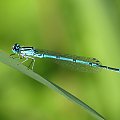 Łątka dzieweczka - Coenagrion puella #ŁątkaDzieweczka