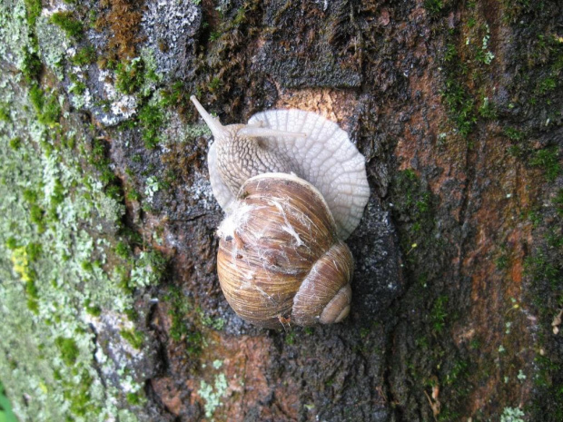 Biskupin -mieszkaniec wykopalisk