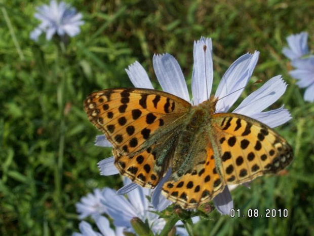 BARDZO niebezpieczny motyl - Lamparci