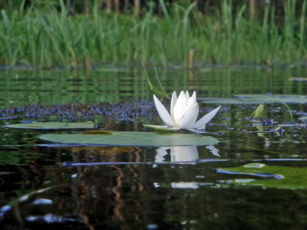 piękność z bagien ;D #lilia #kwiat #woda #GrzybieńBiały