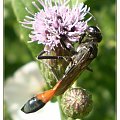 Szczerklina piaskowa - Ammophila sabulosa ; samiec . Data : 31.07.2010. Miejscowość : Piaski Wielkopolskie .