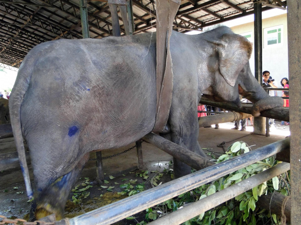 Sierociniec dla słoni w Pinnawala