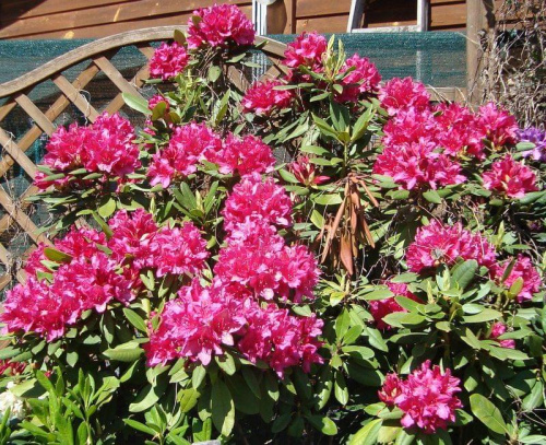 Rododendton