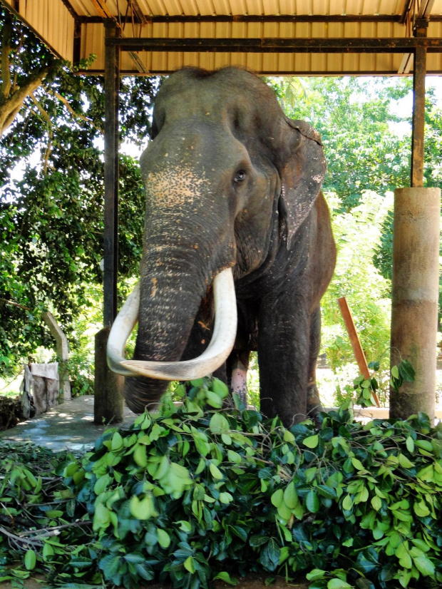 Sierociniec dla słoni w Pinnawala - oślepiony przez kłusowników