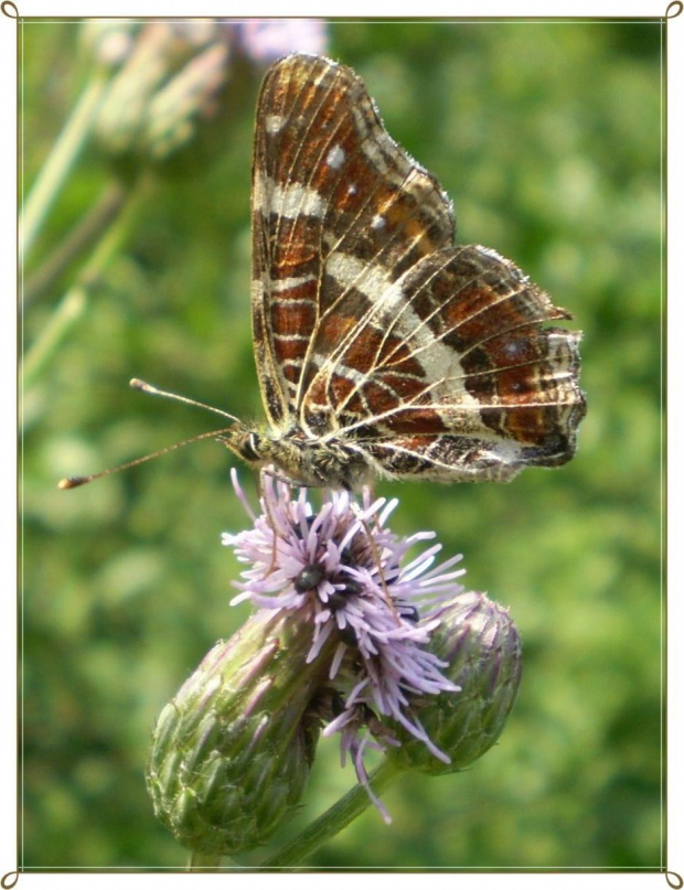 Rusałka kratkowiec - Araschnia levana ; forma letnia . Data : 31.07.2010. Miejscowość : Piaski Wielkopolskie .