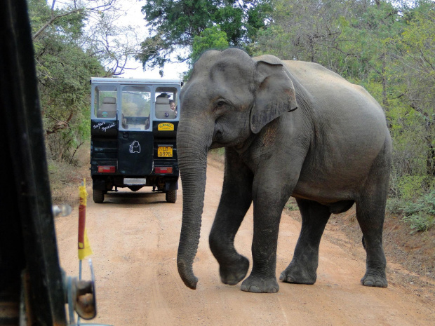 Jeep Safari w Yala - słonie mają pierwszeństwo