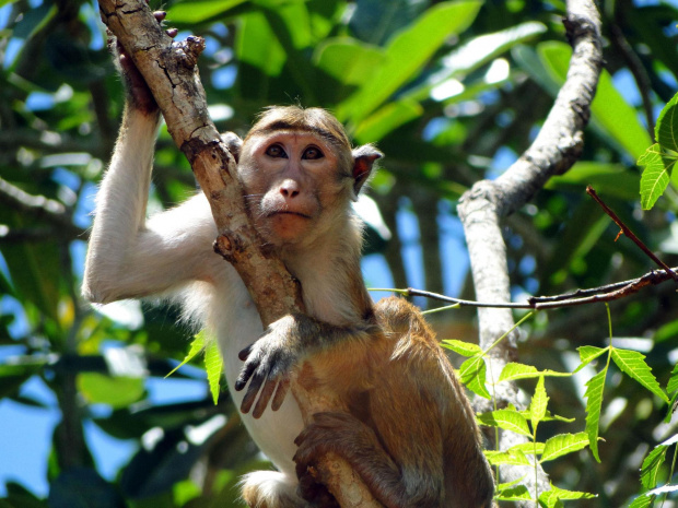 Sri Lanka. Mihintale